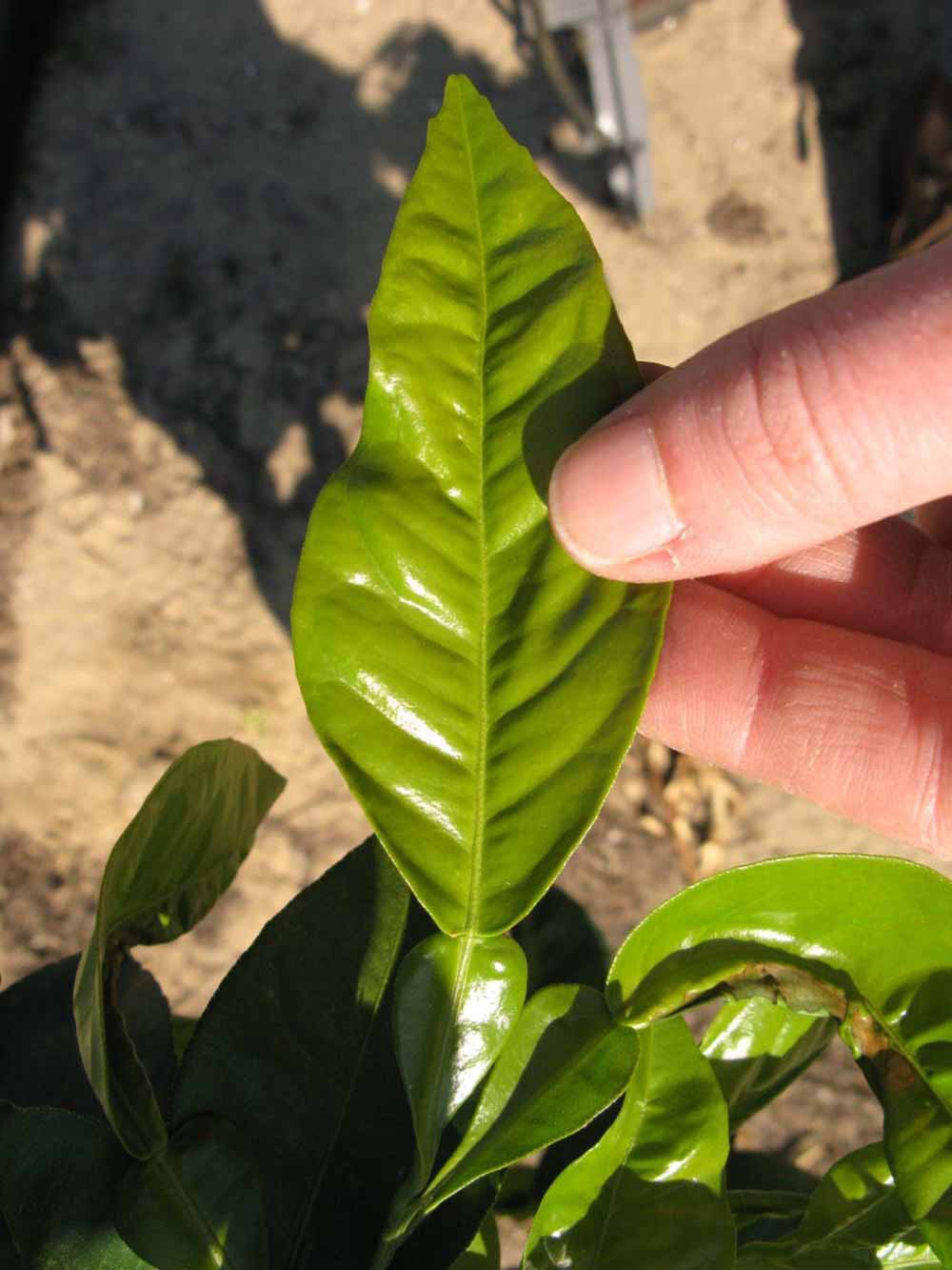            Unifoliolate leaf (Winter Haven, FL)   